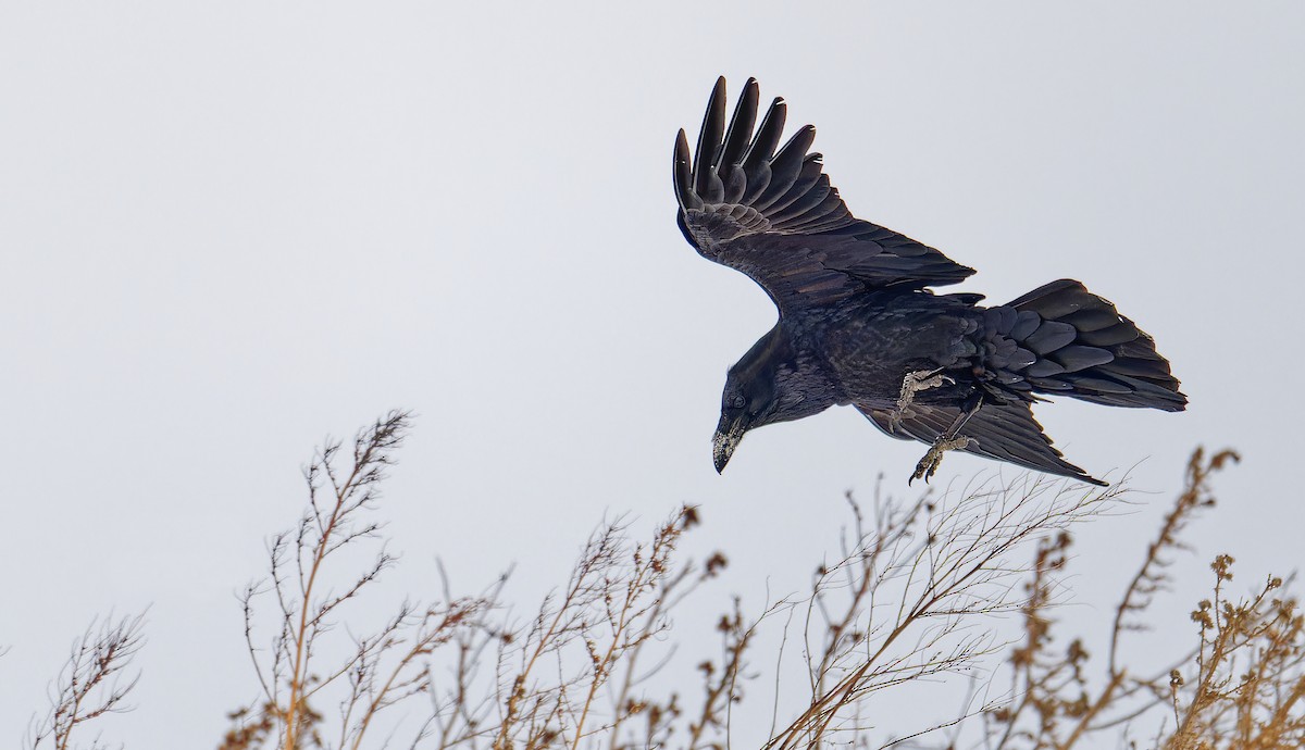 Ворон - ML646880366