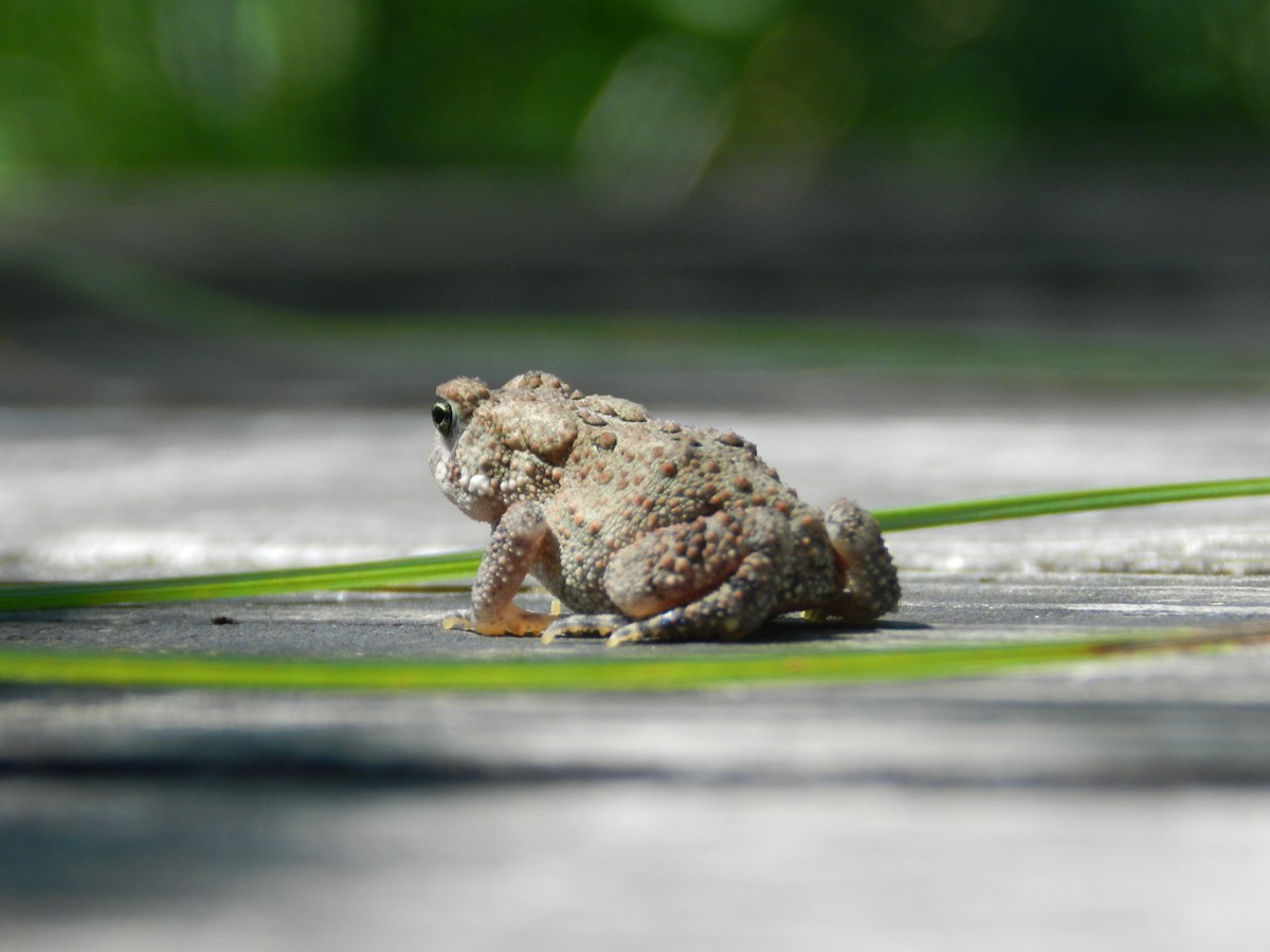 Frogs and Toads - ML646880382