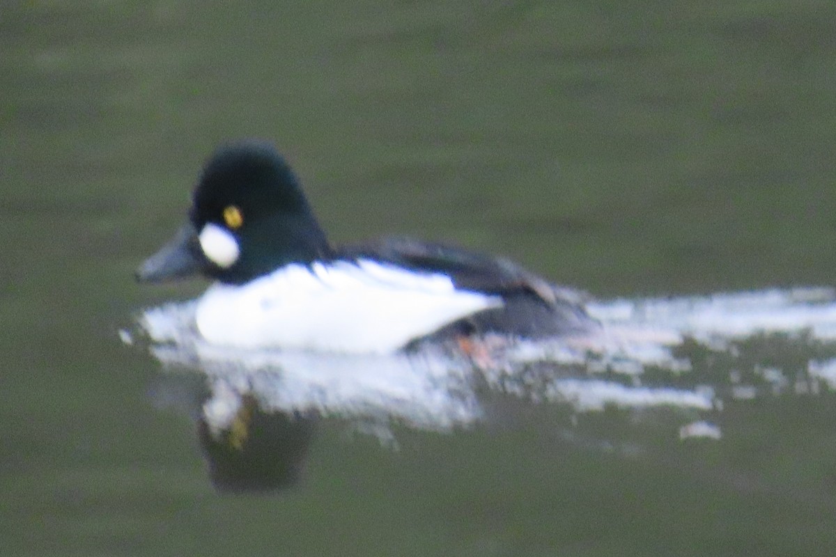 Common Goldeneye - ML646880386