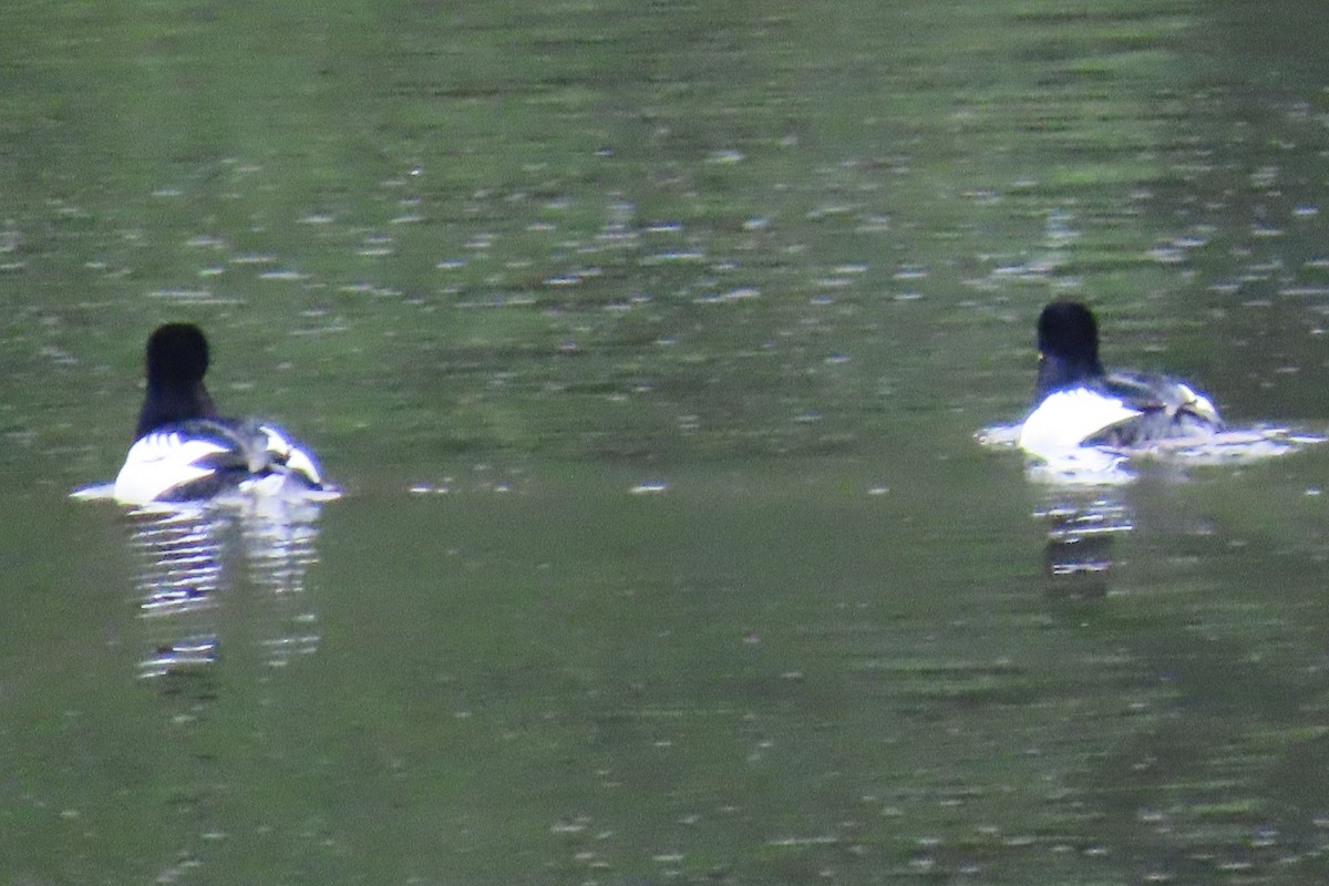 Common Goldeneye - ML646880387
