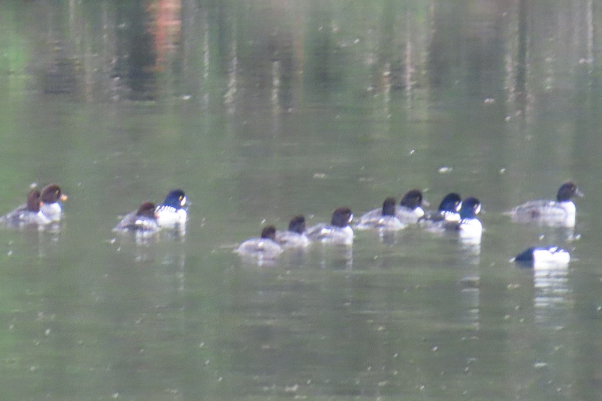 Гоголь ісландський - ML646880395