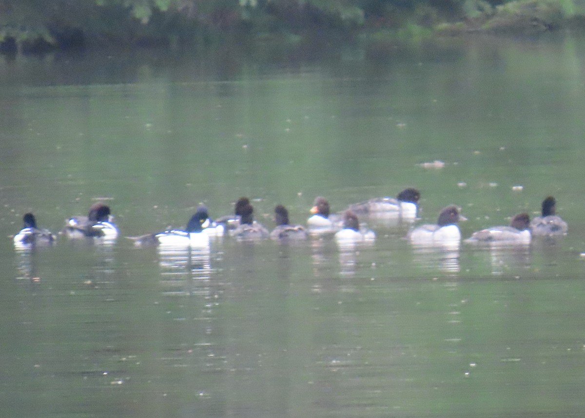 Гоголь ісландський - ML646880397