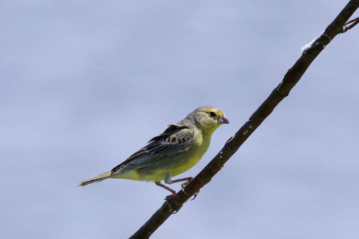 Grassland Yellow-Finch - ML646880398