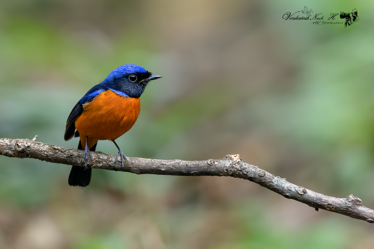 Sundara Mavi Sinekkapanı - ML646880399