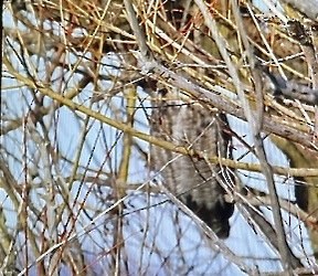 Great Horned Owl - ML646880400