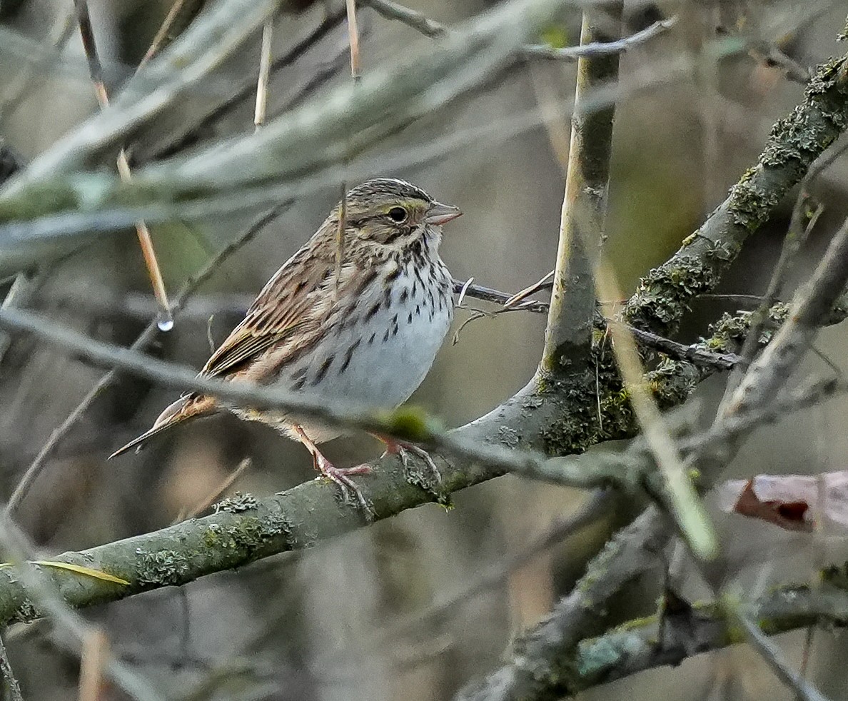 Savannah Serçesi - ML646880401