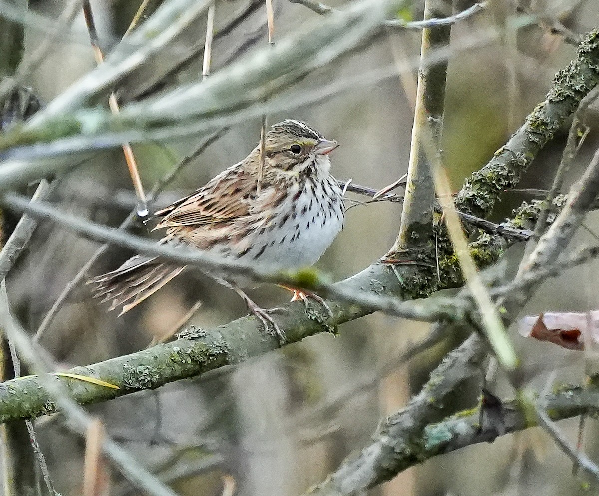 Savannah Serçesi - ML646880402