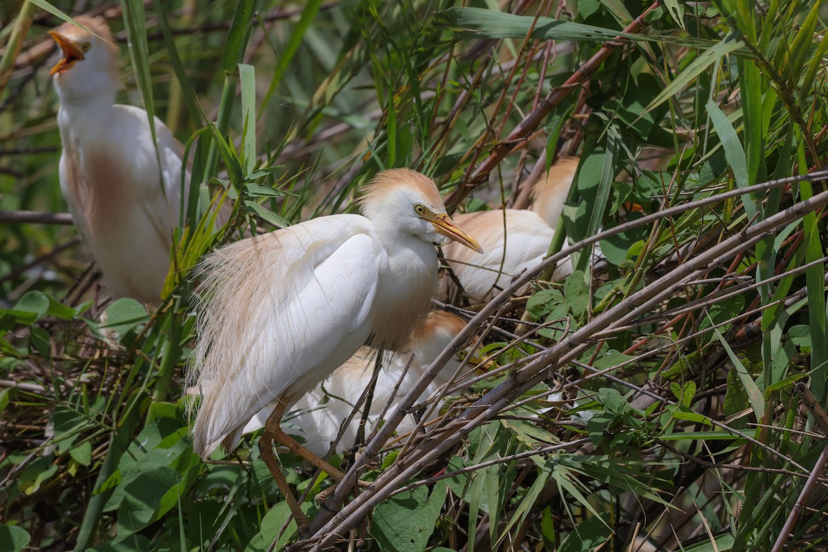 Western Cattle-Egret - ML646880404