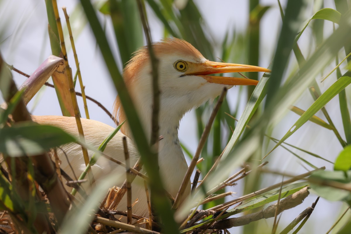 Western Cattle-Egret - ML646880405