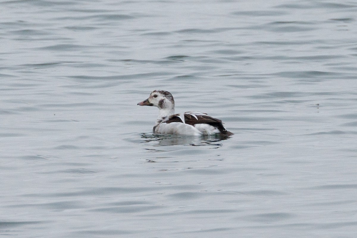 Moretta codona - ML646880407