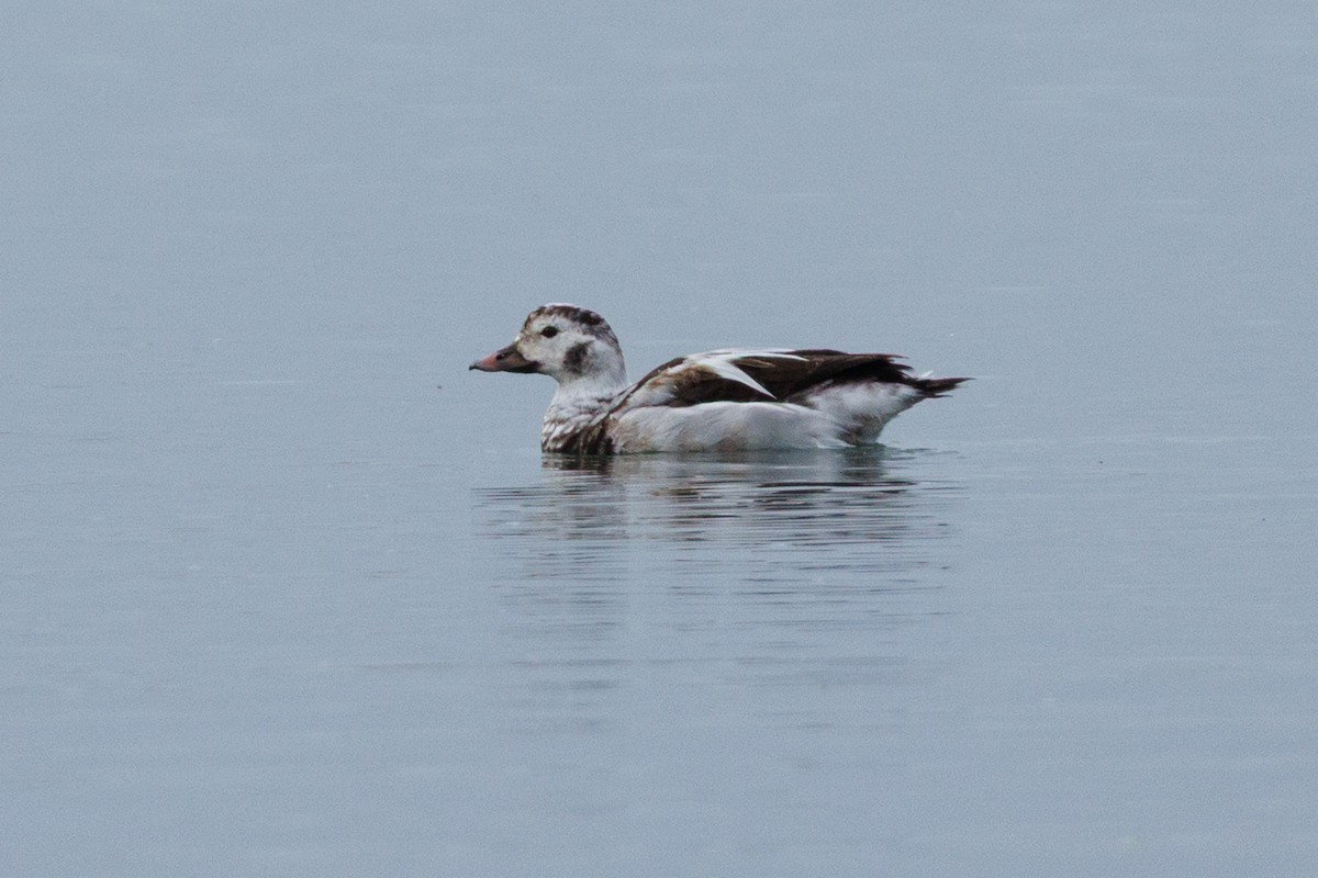 Moretta codona - ML646880408