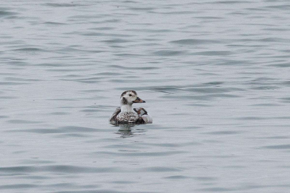 Moretta codona - ML646880409