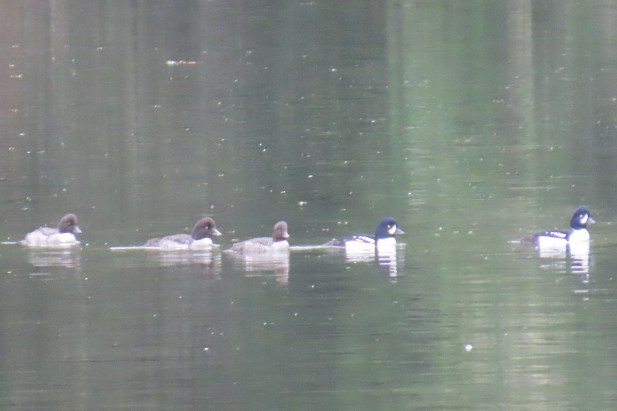 Гоголь ісландський - ML646880414