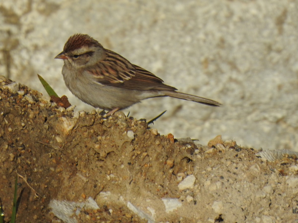 Chipping Sparrow - ML646880416