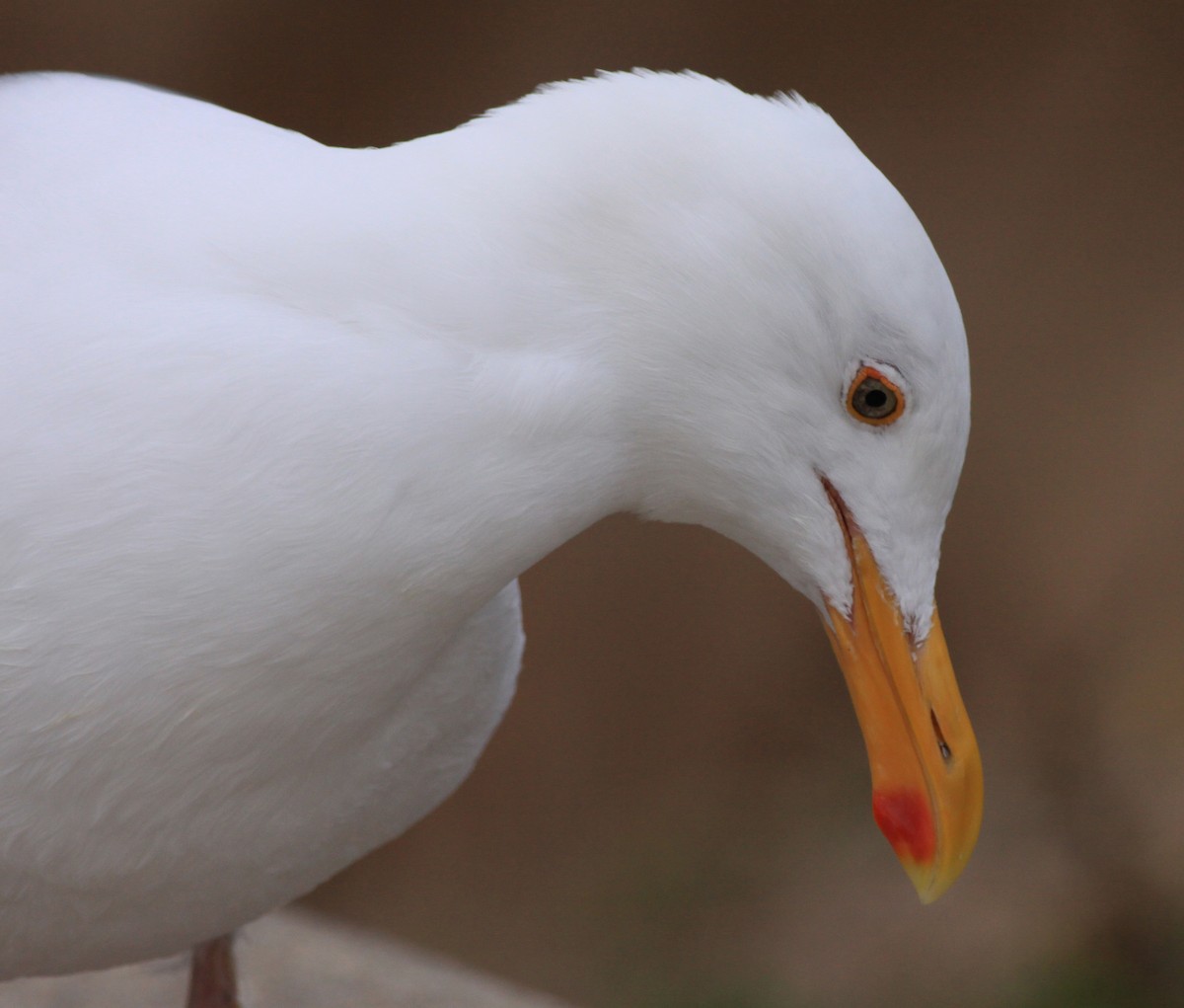 Western Gull - ML646880417