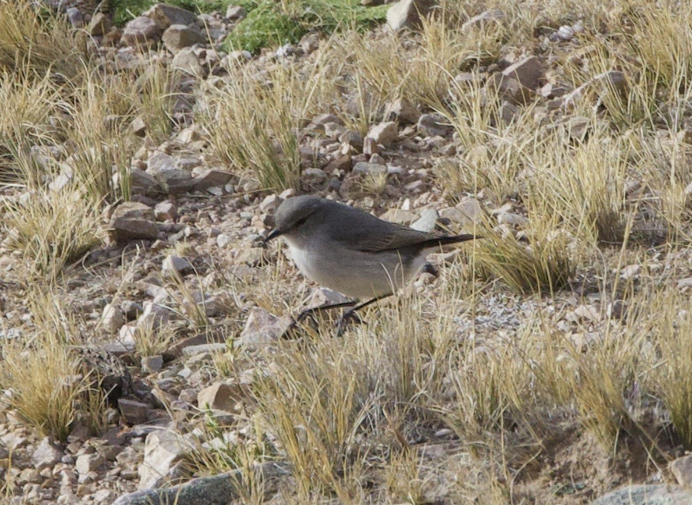 Cinereous Ground-Tyrant - ML646880422