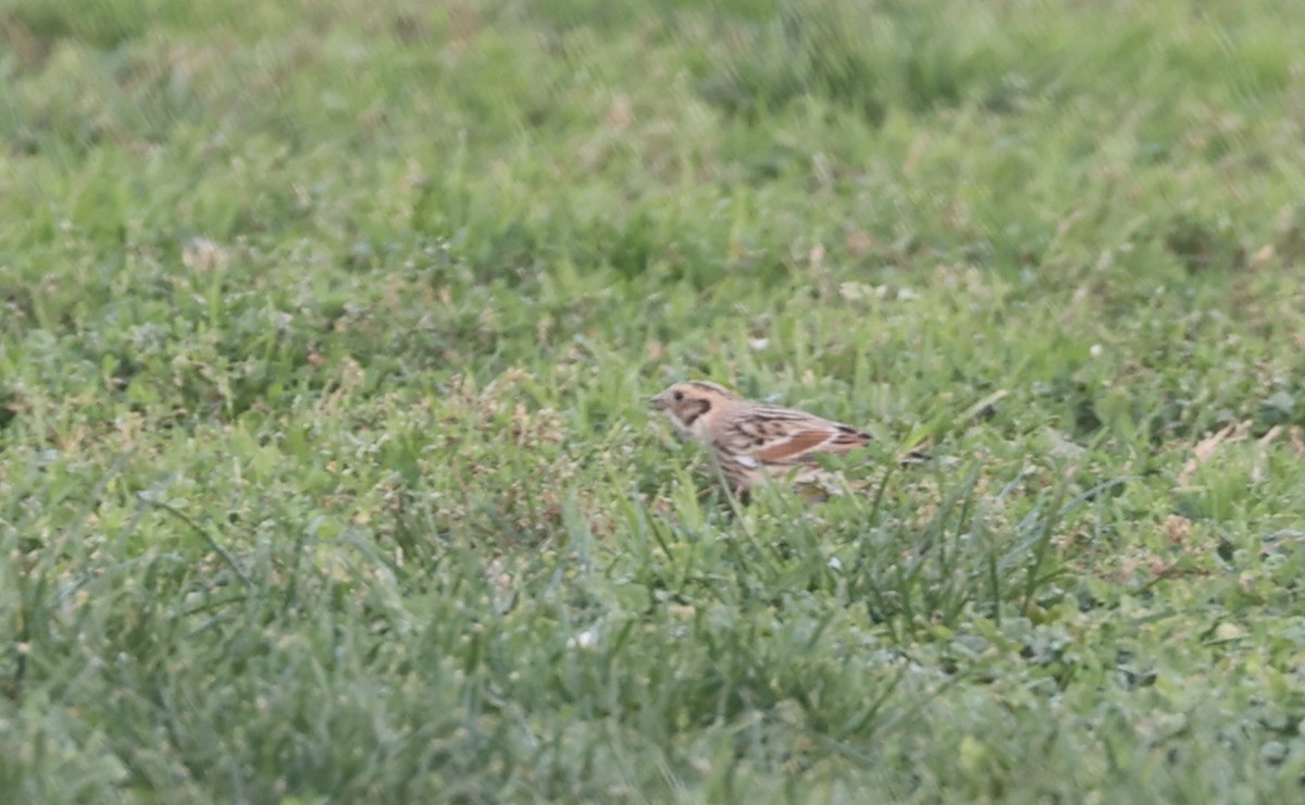 Подорожник лапландський - ML646880423