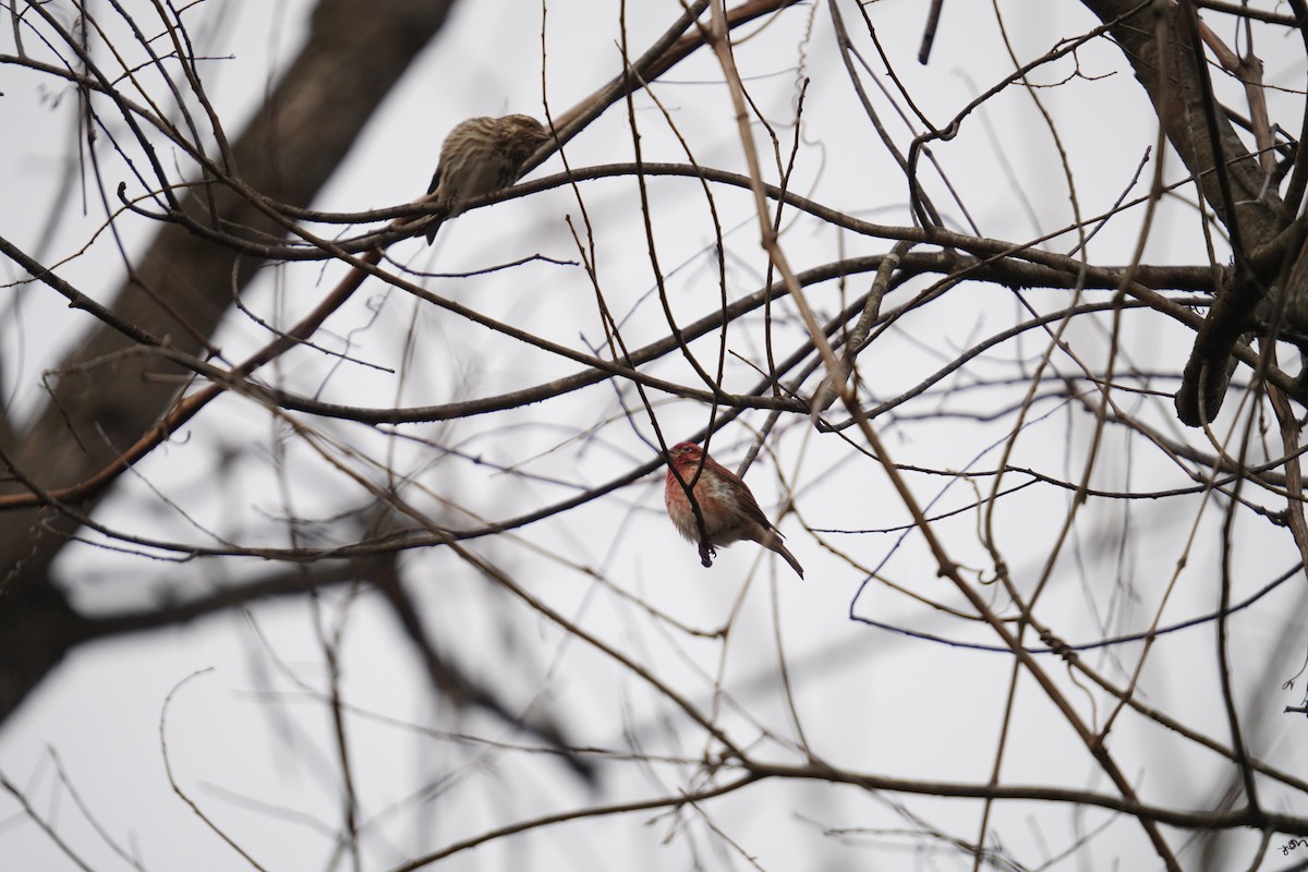 Purple Finch - ML646880424