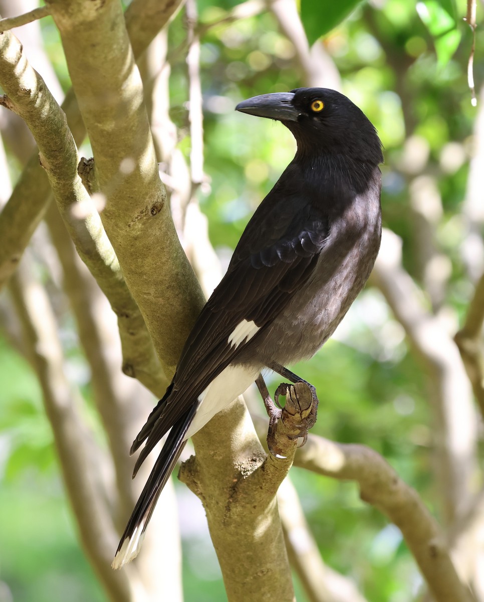 Пегий куравонг - ML646880425