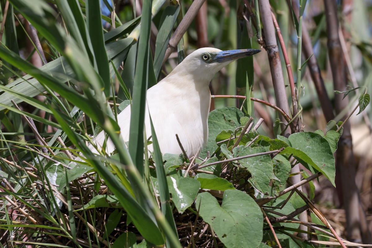 Чапля синьодзьоба - ML646880429