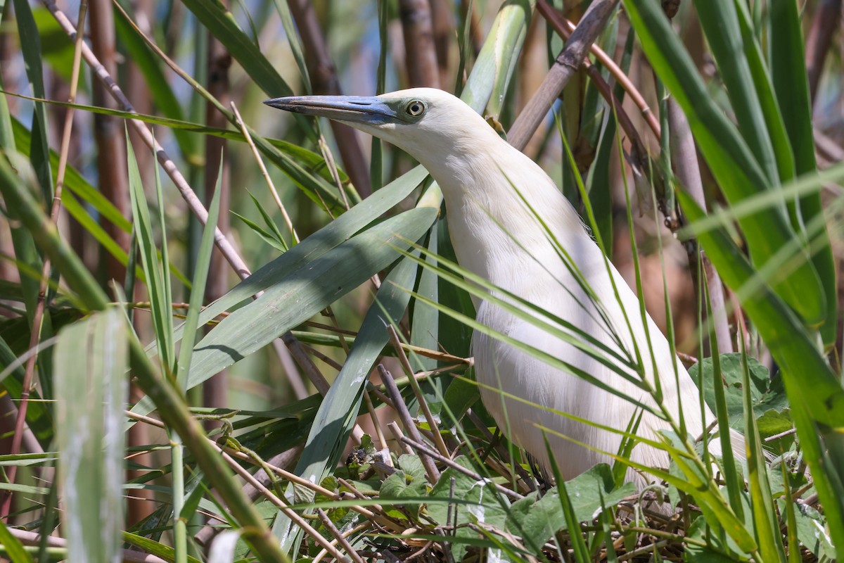 Чапля синьодзьоба - ML646880430