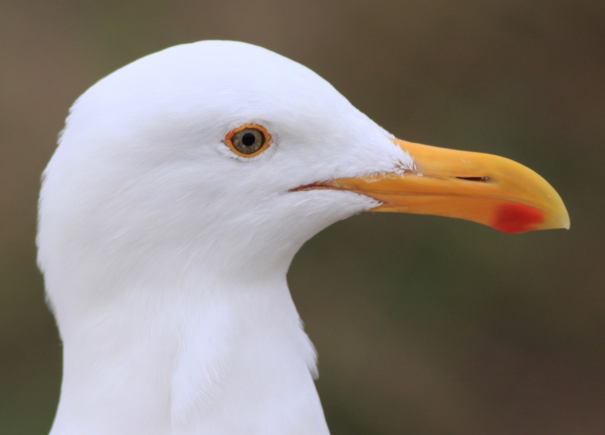 Western Gull - ML646880431