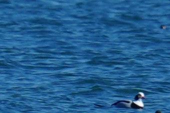 Морянка - ML646880432