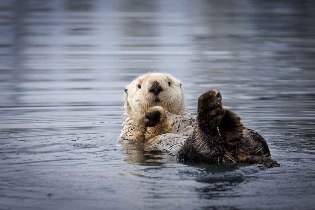 Lontra di mare - ML646880437