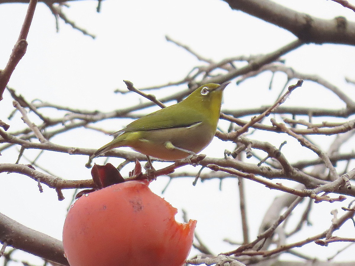 日菲繡眼 - ML646880439