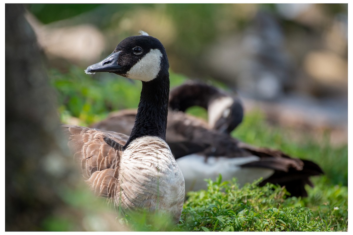 Canada Goose - ML646880440