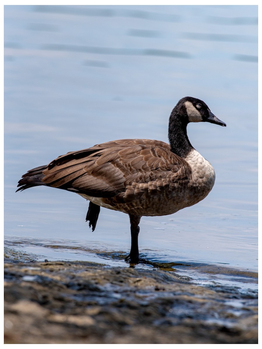 Canada Goose - ML646880441