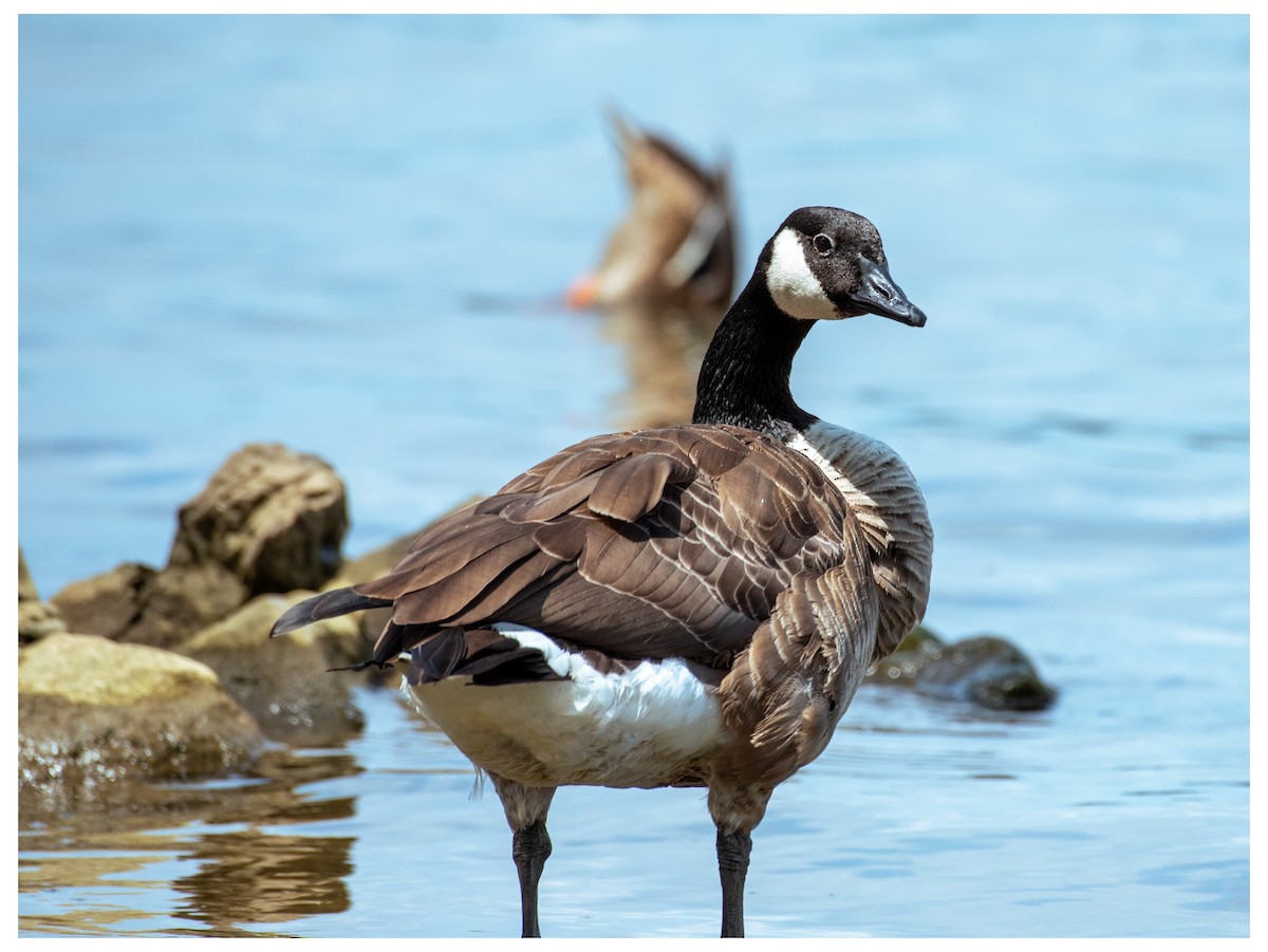 Canada Goose - ML646880442