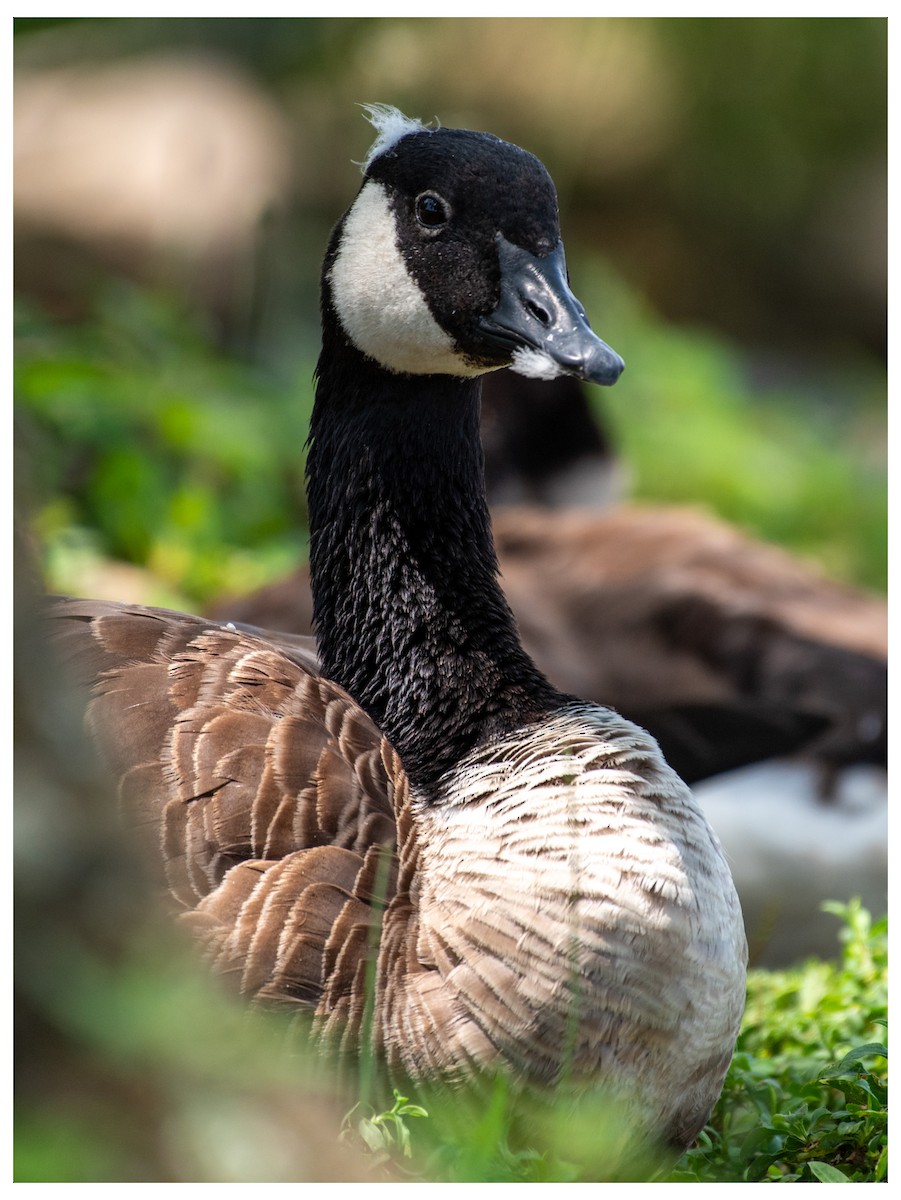 Canada Goose - ML646880443