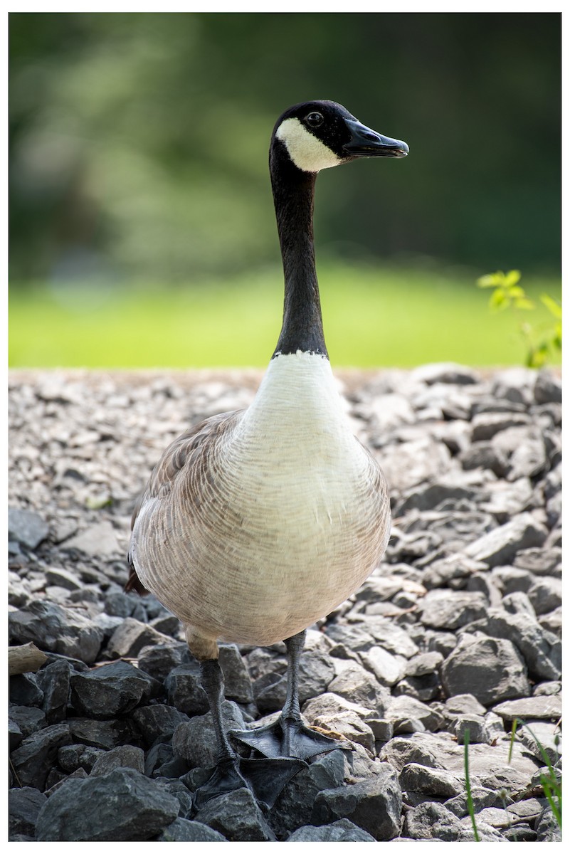 Canada Goose - ML646880444