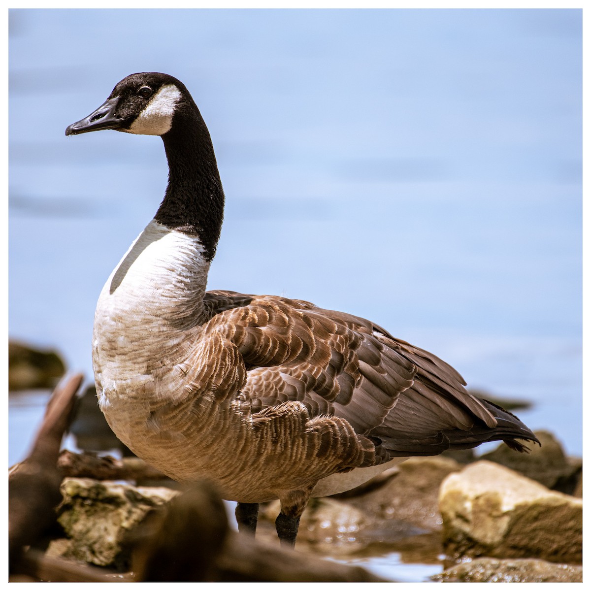 Canada Goose - ML646880445