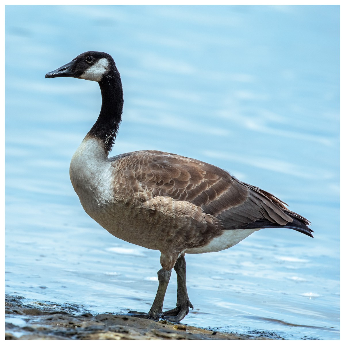 Canada Goose - ML646880446