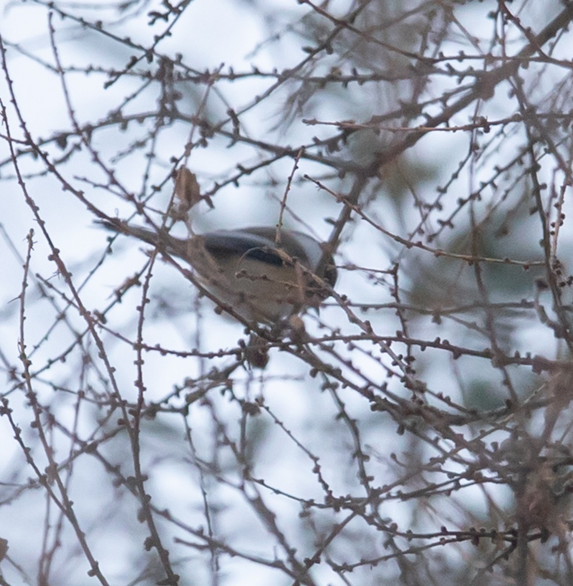 Black-capped Chickadee - ML646880454