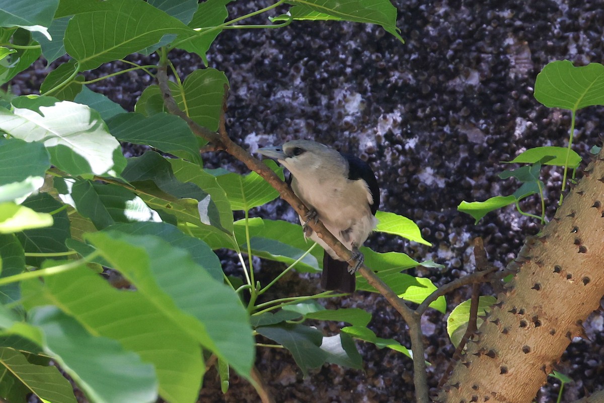 White-headed Vanga - ML646880457