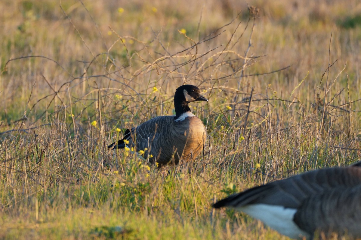 Малая канадская казарка (leucopareia) - ML646880458