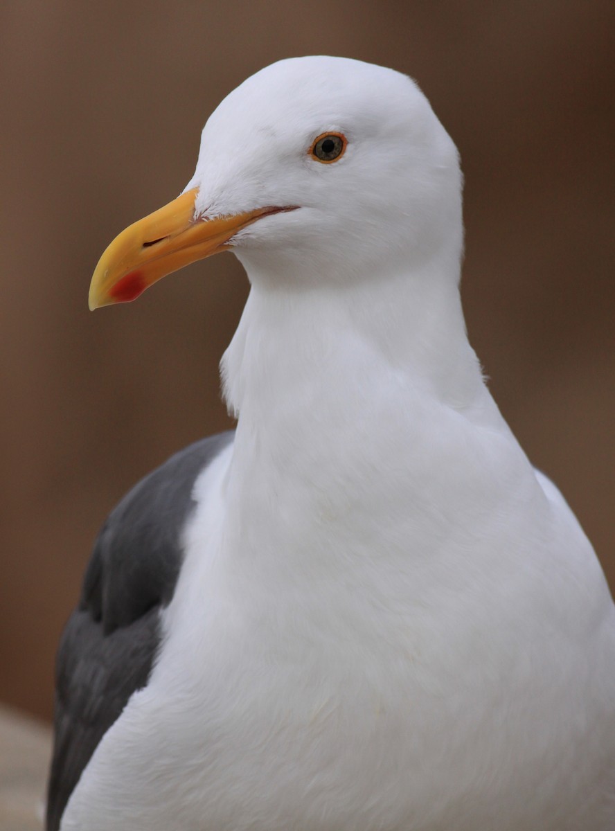 Western Gull - ML646880459