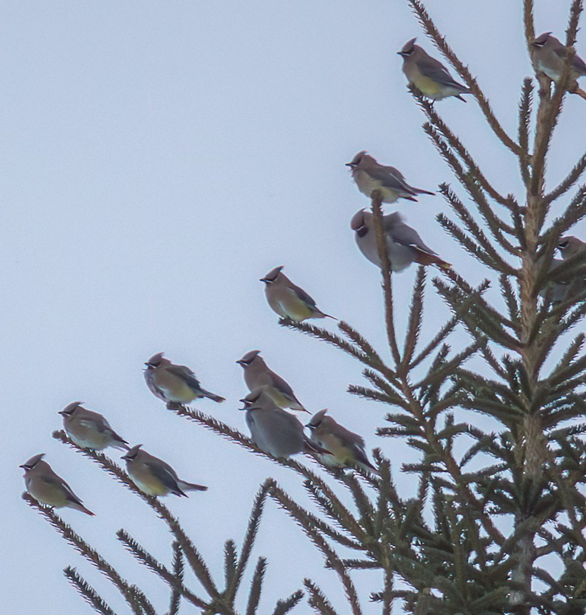 ציצנית - ML646880469