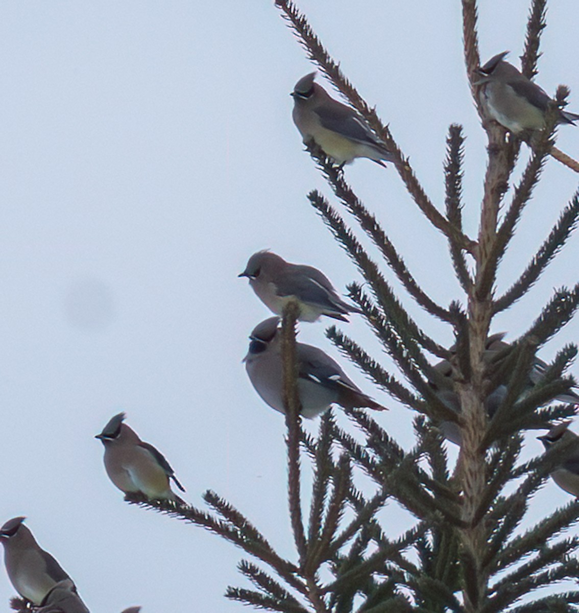 ציצנית - ML646880470