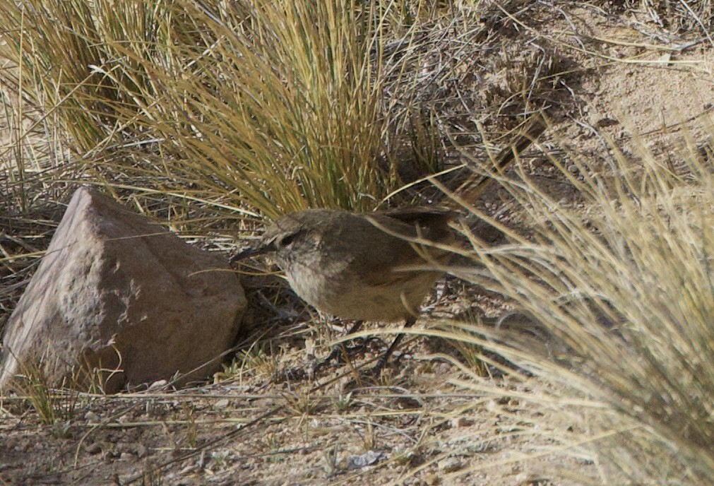 Cordilleran Canastero - ML646880472