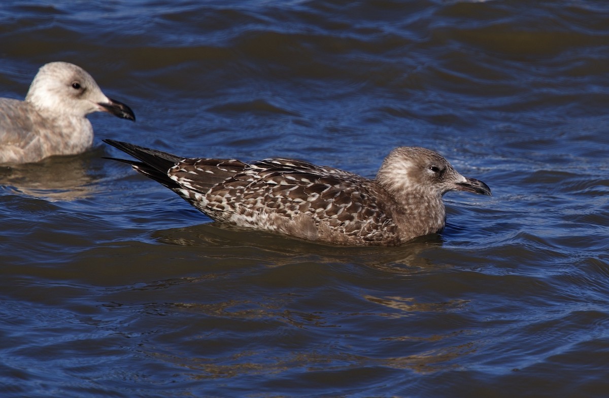 Kaio hauskara amerikarra - ML646880473