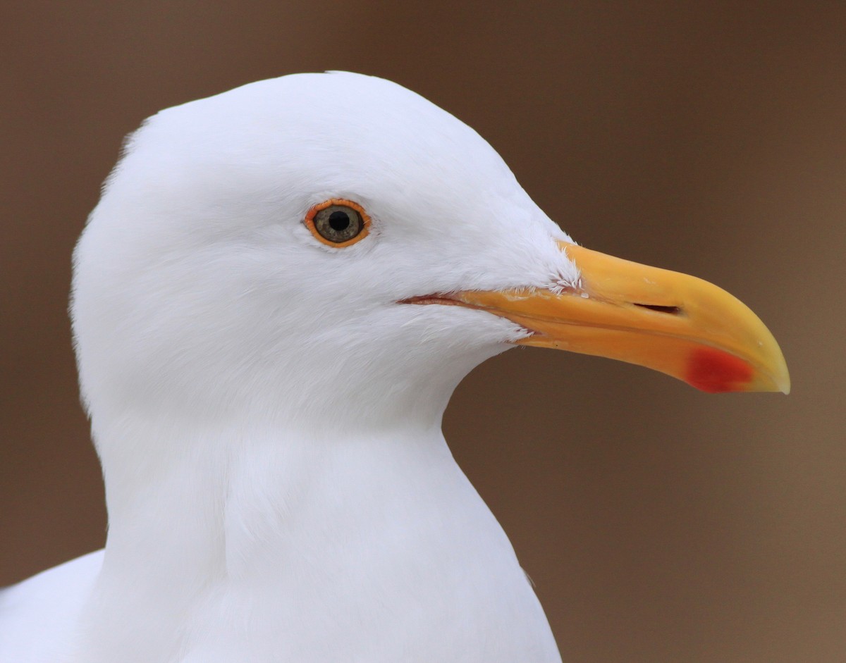 Western Gull - ML646880474