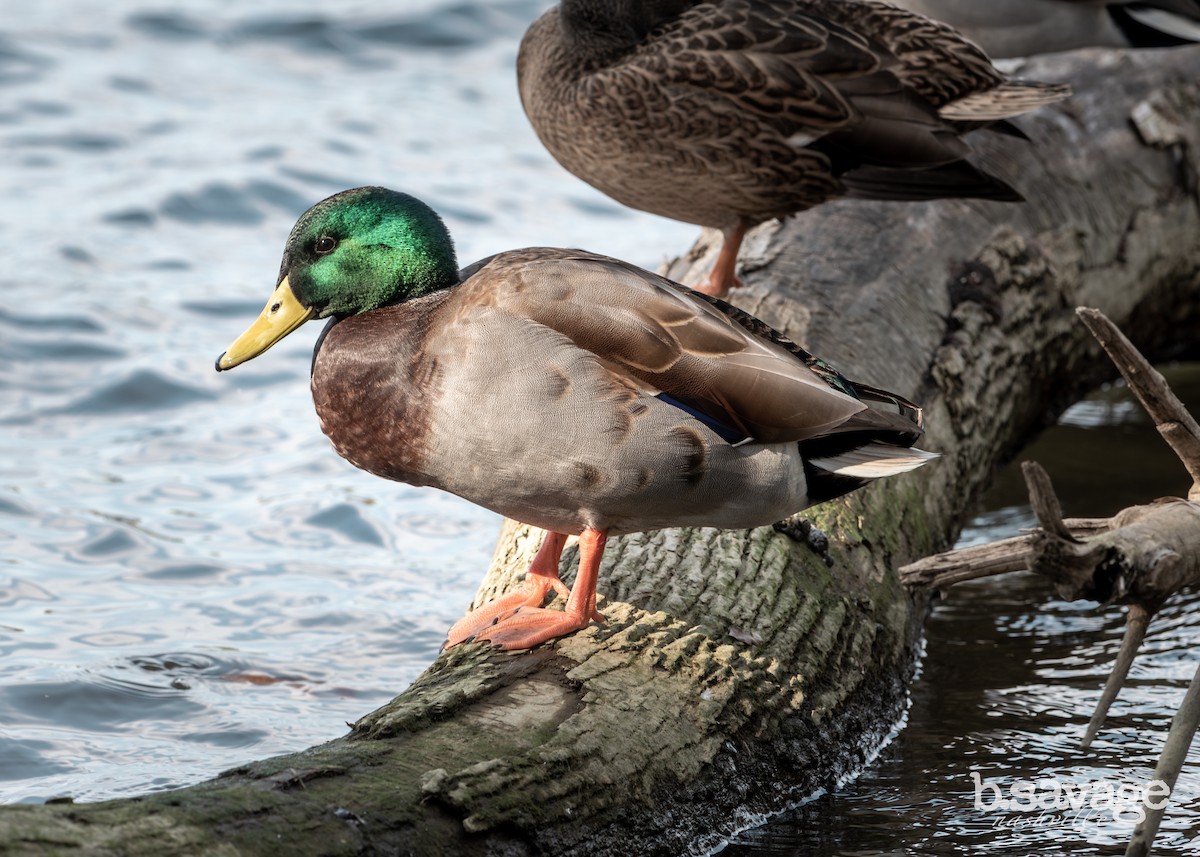 Mallard - ML646880476