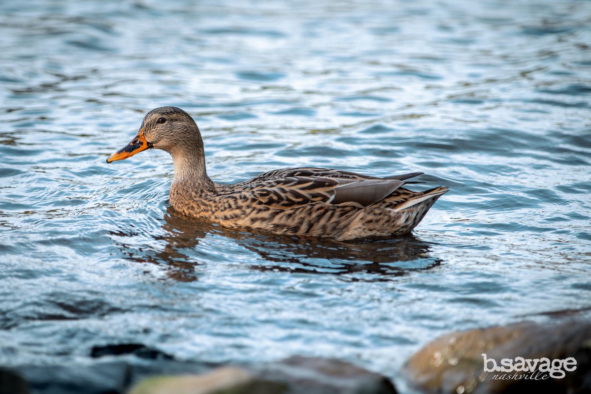 Mallard - ML646880477