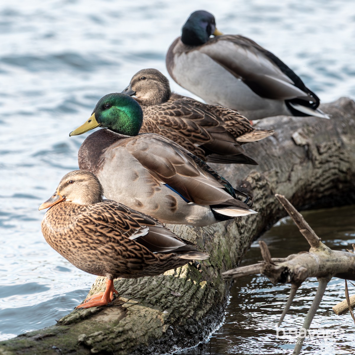 Mallard - ML646880478