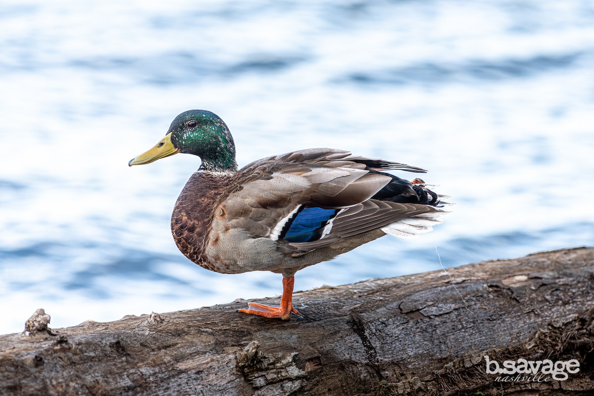 Mallard - ML646880479