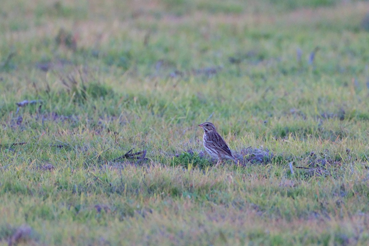 Savannah Serçesi - ML646880480